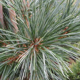 Pinus flex. 'Vanderwolf's Pyramid'