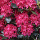 Rhododendron INKARHO rot - Rhododendron