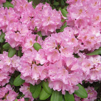 Rhododendron INKARHO rosa