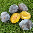 Prunus domestica 'Fruca': Bild 1/3