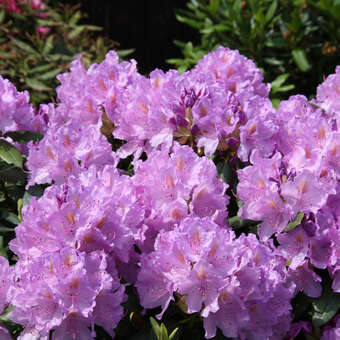 Rhododendron INKARHO - lila