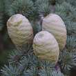 Cedrus libani 'Glauca': Bild 1/9