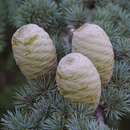 Cedrus libani 'Glauca' - Blaue Atlaszeder