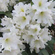 Rhododendron INKARHO weiß: Bild 1/1