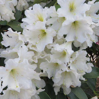 Rhododendron INKARHO - weiß