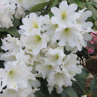 Rhododendron INKARHO - weiß