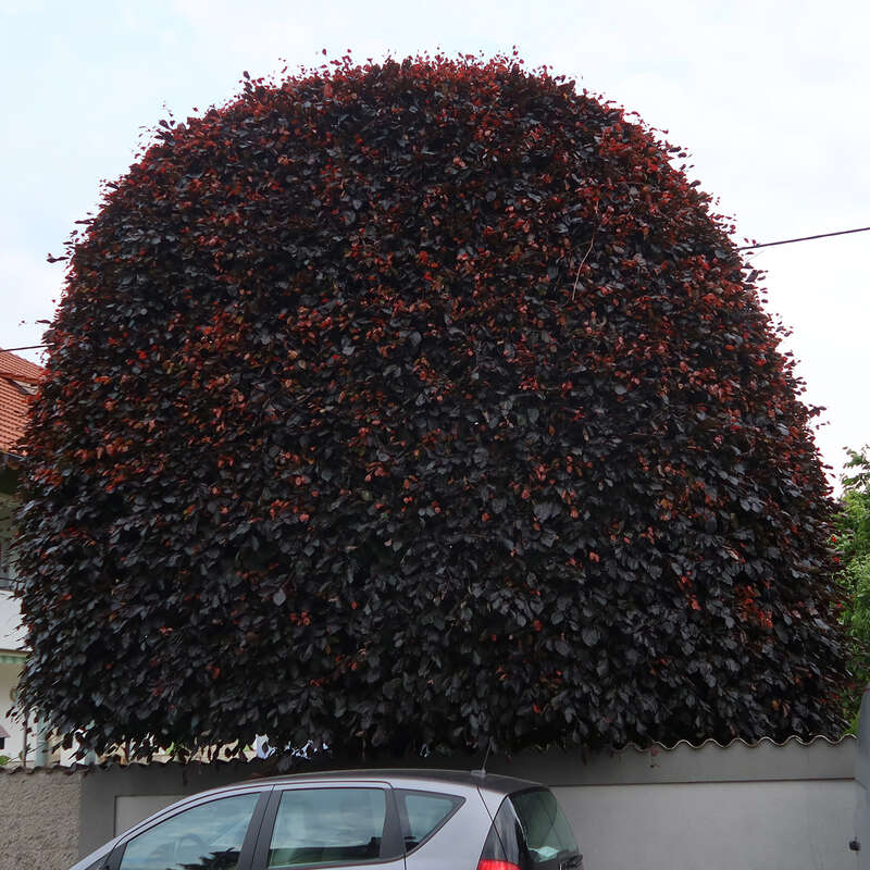 Veredelte Blutbuche - Fagus sylvatica 'Swat Magret'