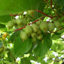 Actinidia arguta 'Fresh Jumbo' (W) - Japanische Honigbeere, Kokuwa (weiblich)