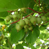 Actinidia arguta 'Fresh Jumbo' (W) - Japanische Honigbeere, Kokuwa (weiblich)