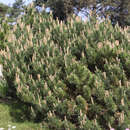Niedere Berg-Legföhre - Pinus mugo pumilio