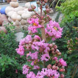 Lagerstroemia 'Petit Pink' - Lagerströmie           KÜBELPFLANZE