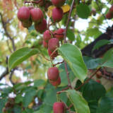 Actinidia arguta 'Ken's Red' - Japanische Honigbeere, Kokuwa (weiblich)