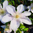 Clematis 'Bellissima': Bild 3/4
