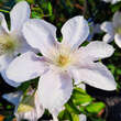 Clematis 'Bellissima': Bild 2/4