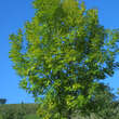 Fraxinus excelsior: Bild 2/2