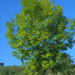 Fraxinus excelsior: Bild 2/2