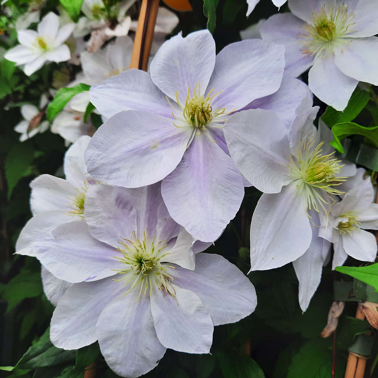 Waldrebe, Großblumige GartenClematis Clematis 'Bellissima' rosa