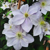 Clematis 'Bellissima' - Waldrebe, Großblumige Garten-Clematis