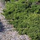 Juniperus procumbens 'Nana' - Zwerg-Kriechwacholder