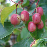 Actinidia arguta 'Ken's Red' - Japanische Honigbeere, Kokuwa (weiblich)