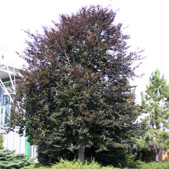 Veredelte Blutbuche - Fagus sylvatica 'Swat Magret' - rot