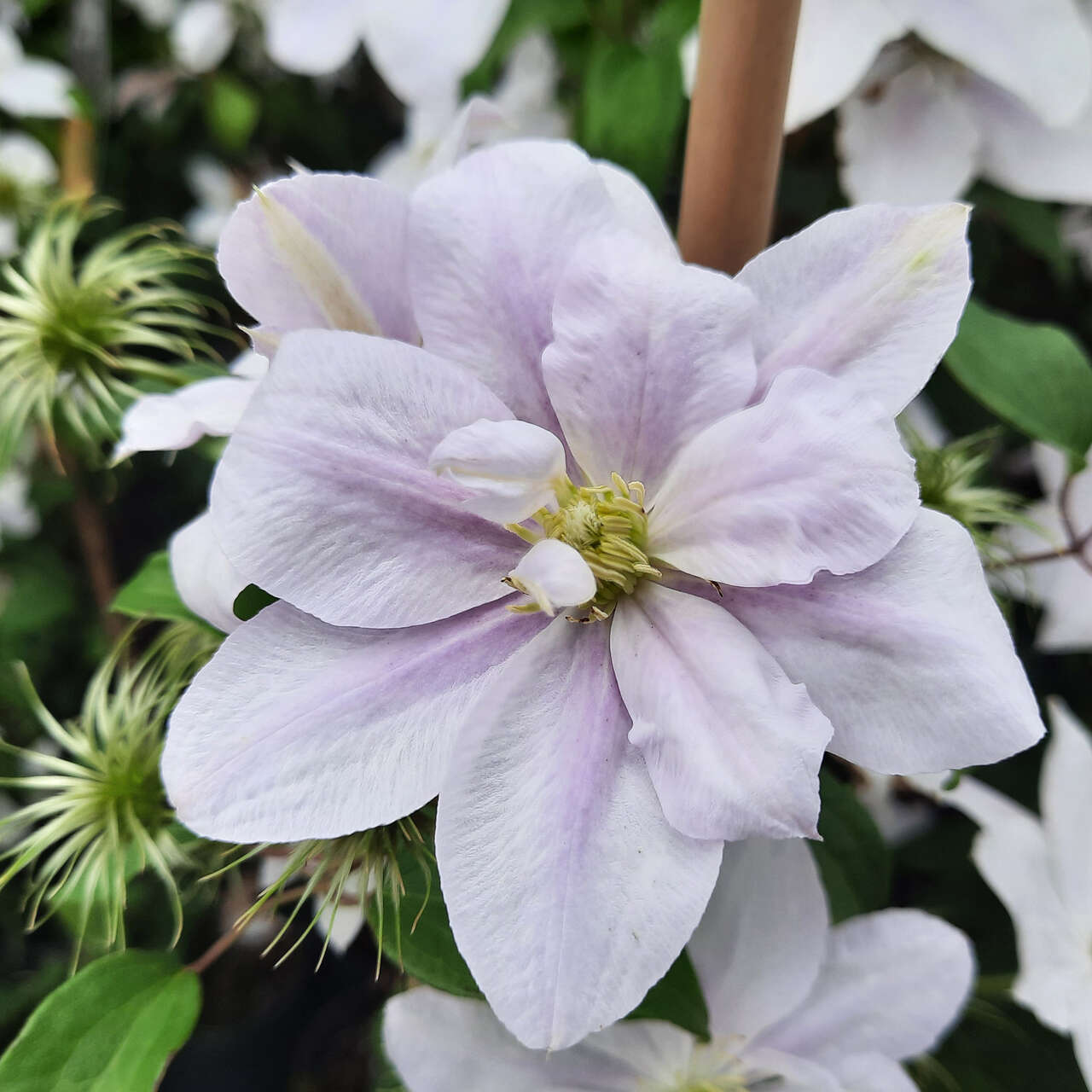 Waldrebe, Großblumige Garten-Clematis - Clematis 'Bellissima' - rosa
