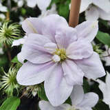 Clematis 'Bellissima' - Waldrebe, Großblumige Garten-Clematis