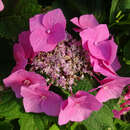 Hydrangea macrophylla 'Teller Rot' - Tellerhortensie