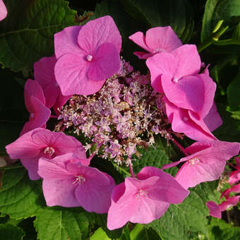 Hydrangea macrophylla 'Teller Rot'