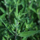 Caryopteris clandonensis 'Kew Blue' - Bartblume