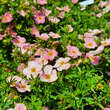 Potentilla fruticosa 'Bellissima': Bild 3/6