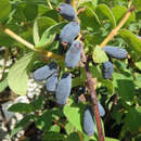 Lonicera caerulea kamtschatica 'Eisbär' - Lenzbeere, Blaue Heckenkirsche
