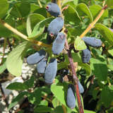 Lonicera caerulea kamtschatica 'Eisbär' - Lenzbeere, Blaue Heckenkirsche