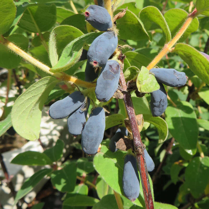 plant magic Fast-Acting Soluble Plant Food
