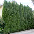 Thuja occidentalis 'Smaragd' - Smaragd-Säulenthuje