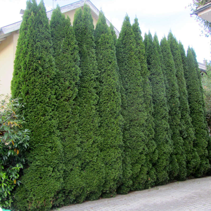 Smaragd-Sulenthuje - Thuja occidentalis 'Smaragd' - grn