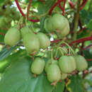 Actinidia arguta 'Fresh Jumbo' (W) - Japanische Honigbeere, Kokuwa (weiblich)