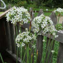 Allium amplectum 'Graceful Beauty' - Kleiner Zierlauch