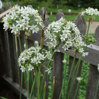 Allium amplectum 'Graceful Beauty'