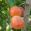 Prunus armeniaca 'Fruchtsorte': Bild 1/1