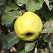 Cydonia oblonga Fruchtsorte: Bild 1/1