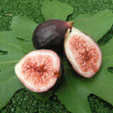 Ficus carica Fruchtsorte - Fruchtfeige