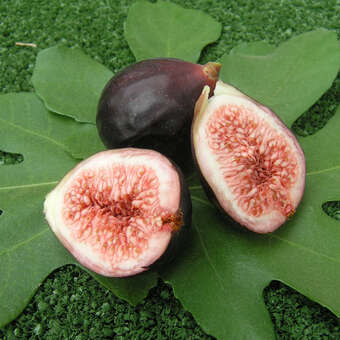 Ficus carica Fruchtsorte
