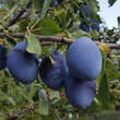 Prunus domestica Fruchtsorte: Bild 1/1