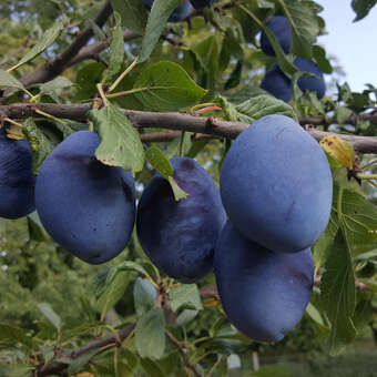 Prunus domestica Fruchtsorte