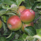 Malus domestica Fruchtsorte - Fruchtapfel