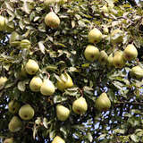 Pyrus communis Fruchtsorte - Birne