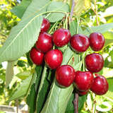 Prunus avium Fruchtsorte - Fruchtkirsche