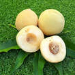 Prunus persica 'Diamond': Bild 8/11