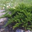 Juniperus sabina 'Tamariscifolia': Bild 1/5